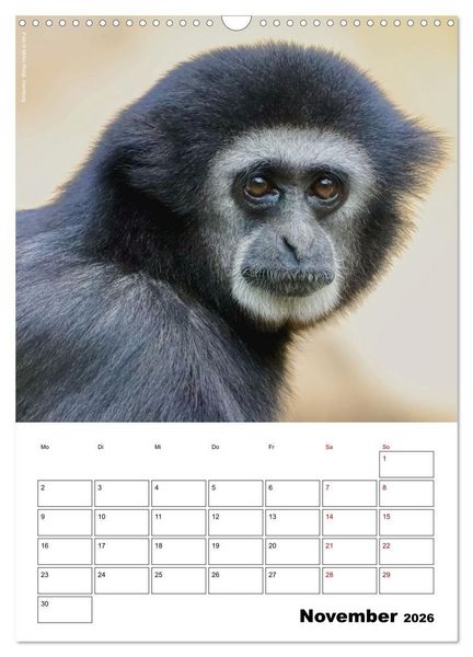 Produktbild: Augenblick der Affen 2026 (Wandkalender 2026 DIN A3 hoch), CALVENDO Monatskalender