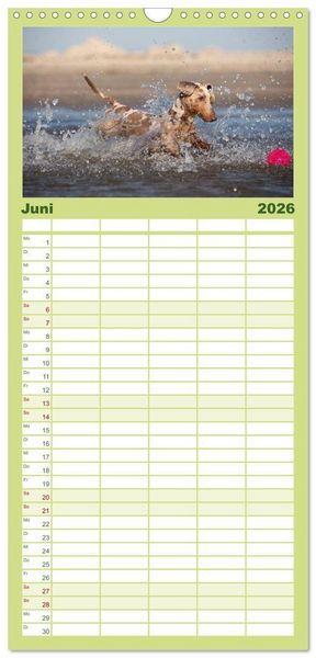 Produktbild: Familienplaner 2026 - DACKEL DACHSHUND TECKEL 2026 mit 5 Spalten (Wandkalender, 21 x 45 cm) CALVENDO