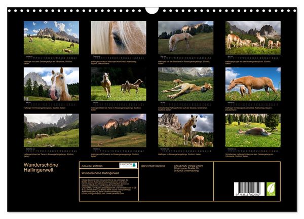 Produktbild: Wundersch&ouml;ne Haflingerwelt (Wandkalender 2026 DIN A3 quer), CALVENDO Monatskalender