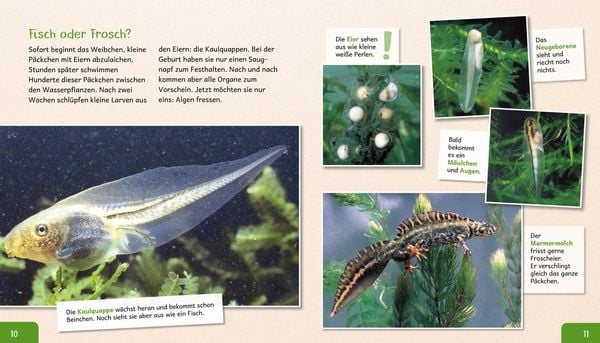 Produktbild: Meine gro&szlig;e Tierbibliothek: Der Frosch