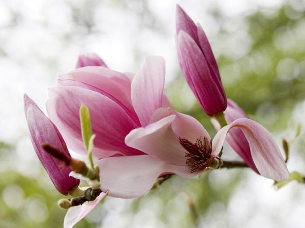 Produktbild: Magnolien-Traum (Puzzle)