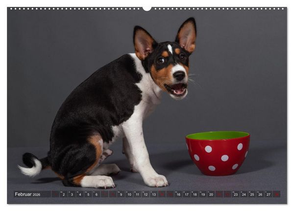 Produktbild: Basenji-Sch&ouml;nheiten (hochwertiger Premium Wandkalender 2026 DIN A2 quer), Kunstdruck in Hochglanz