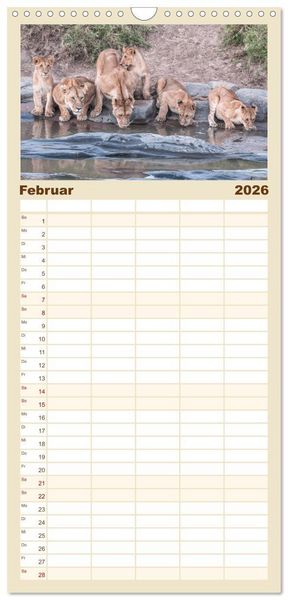 Produktbild: Familienplaner 2026 - L&ouml;wen - Raubkatzen Afrikas mit 5 Spalten (Wandkalender, 21 x 45 cm) CALVENDO