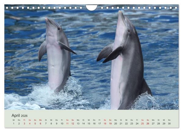 Produktbild: Die Welt der Delphine (Wandkalender 2026 DIN A4 quer), CALVENDO Monatskalender