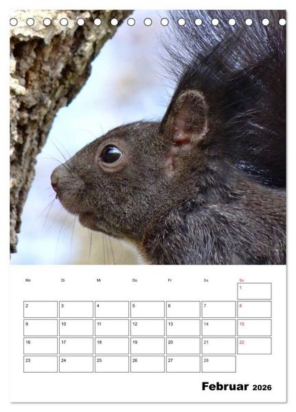 Produktbild: Niedliche Eichh&ouml;rnchen (Tischkalender 2026 DIN A5 hoch), CALVENDO Monatskalender