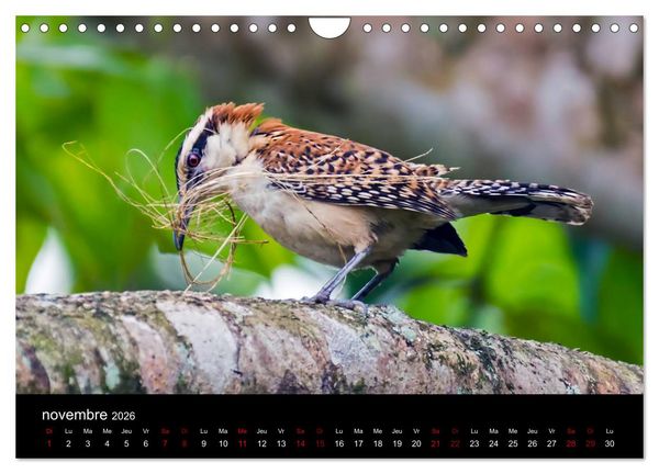 Produktbild: Costa Rica Paradis de la Biodiversit&eacute; (Calendrier mural 2026 DIN A4 vertical), CALVENDO calendrier mensuel