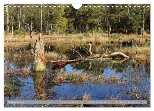 Produktbild: Pietzmoor - ein Hochmoor in der L&uuml;neburger Heide (Wandkalender 2026 DIN A4 quer), CALVENDO Monatskalender