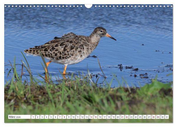 Produktbild: PIEP-SHOW im Ochsenmoor (Wandkalender 2026 DIN A3 quer), CALVENDO Monatskalender