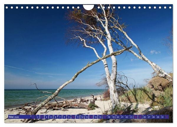 Produktbild: Weststrand Dar&szlig; (Wandkalender 2026 DIN A4 quer), CALVENDO Monatskalender