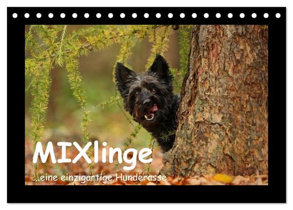 Produktbild: MIXlinge (Tischkalender 2027 DIN A5 quer), CALVENDO Monatskalender