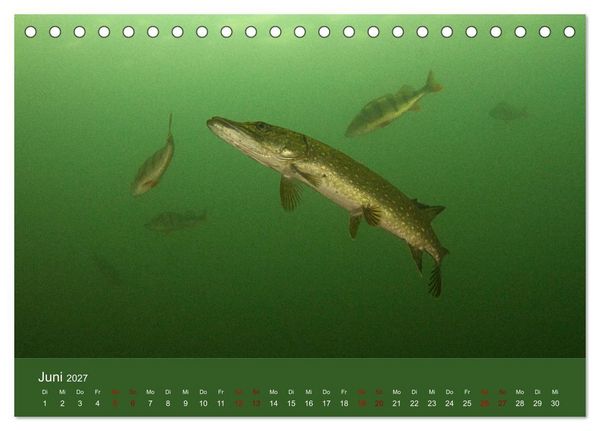 Produktbild: Faszination S&uuml;sswasser (Tischkalender 2027 DIN A5 quer), CALVENDO Monatskalender