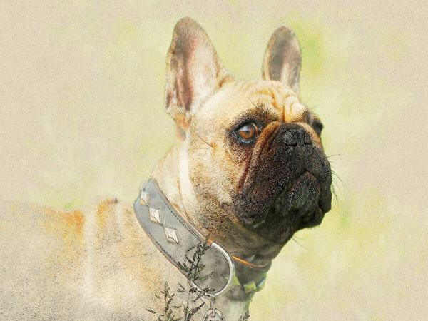 Produktbild: CALVENDO Puzzle Ein Motiv aus dem Kalender Franz&ouml;sische Bulldoggen 2017 | 1000 Teile Lege-Gr&ouml;&szlig;e 64x48cm Foto-Puzzle f&uuml;r gl&uuml;ckliche Stunden