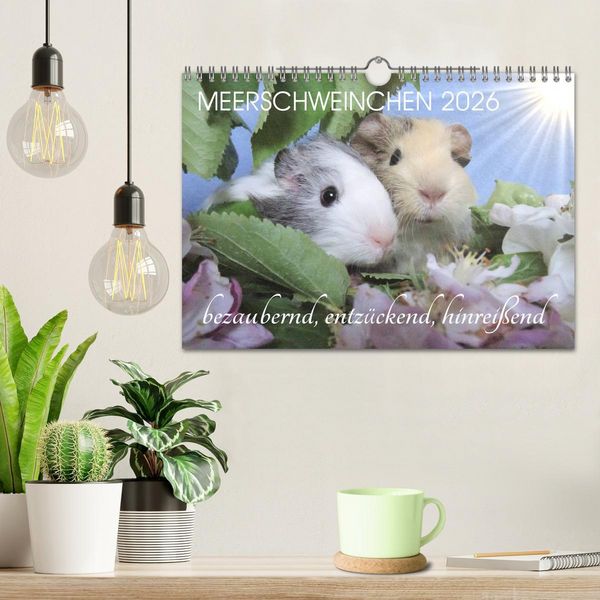 Produktbild: Meerschweinchen 2026 - bezaubernd, hinrei&szlig;end, entz&uuml;ckend (Wandkalender 2026 DIN A4 quer), CALVENDO Monatskalender
