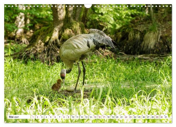 Produktbild: Wildtiere im M&uuml;ritz-Nationalpark (Wandkalender 2027 DIN A3 quer), CALVENDO Monatskalender