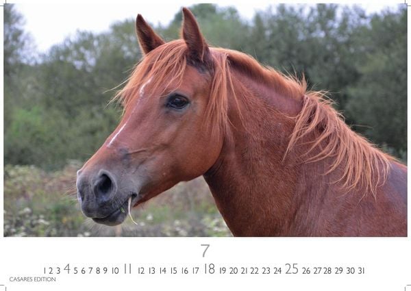 Produktbild: Pferde Kalender 2027 &ndash; Wandkalender | Fotokalender Tierkalender 35x50cm mit 12 wundersch&ouml;nen Fotos dieser edlen Tiere