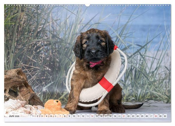 Produktbild: Berger de Brie - Welpen (hochwertiger Premium Wandkalender 2026 DIN A2 quer), Kunstdruck in Hochglanz