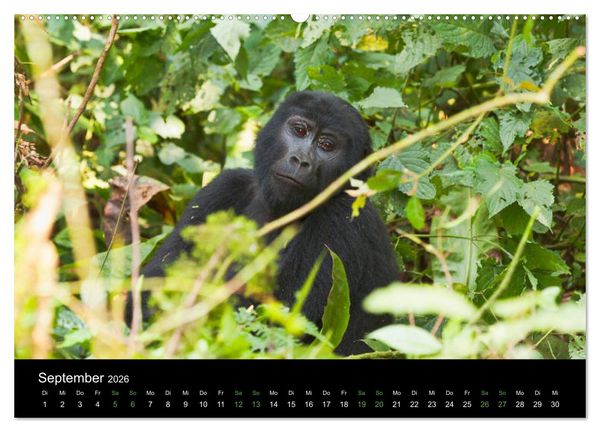 Produktbild: Ugandas friedliche Berggorillas (Wandkalender 2026 DIN A2 quer), CALVENDO Monatskalender