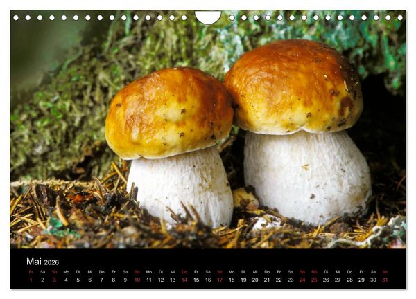Produktbild: Pilze (Wandkalender 2026 DIN A4 quer), CALVENDO Monatskalender
