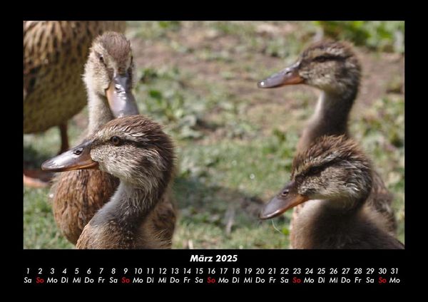 Produktbild: Enten 2025 Fotokalender DIN A3