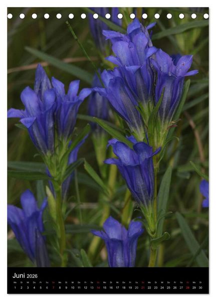 Produktbild: Seltene Wildblumen (Tischkalender 2026 DIN A5 hoch), CALVENDO Monatskalender