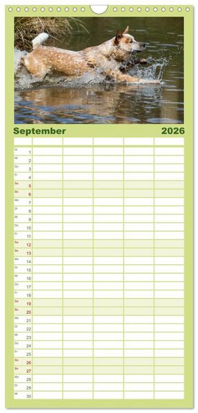 Produktbild: Familienplaner 2026 - Spaziergang am See Australian Cattle Dogs mit 5 Spalten (Wandkalender, 21 x 45 cm) CALVENDO