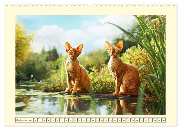 Produktbild: Devon Rex Katzen. Der aufgeweckte Kobold im Garten (Wandkalender 2026 DIN A2 quer), CALVENDO Monatskalender
