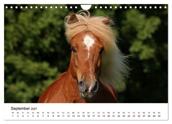 Produktbild: Pferde - im Galopp durch's Jahr 2027 (Wandkalender 2027 DIN A4 quer), CALVENDO Monatskalender