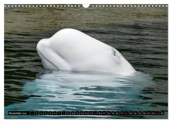 Produktbild: Wale - Kolosse der Meere (Wandkalender 2026 DIN A3 quer), CALVENDO Monatskalender