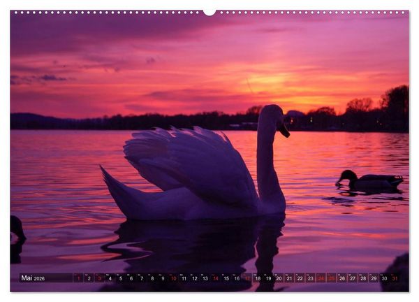 Produktbild: Bodensee Tr&auml;ume (Wandkalender 2026 DIN A2 quer), CALVENDO Monatskalender