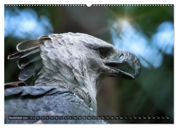 Produktbild: Imposante Vogelportr&auml;ts (Wandkalender 2026 DIN A2 quer), CALVENDO Monatskalender