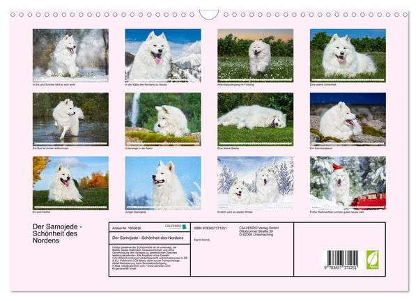 Produktbild: Der Samojede - Sch&ouml;nheit des Nordens (Wandkalender 2026 DIN A3 quer), CALVENDO Monatskalender