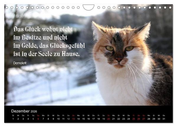 Produktbild: Gl&uuml;ckskatze - Mit Zitaten zum Thema Gl&uuml;ck (Wandkalender 2026 DIN A4 quer), CALVENDO Monatskalender