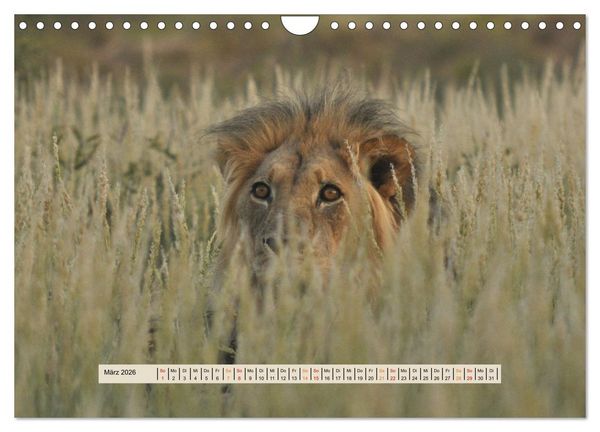 Produktbild: Kgalagadi-Durstland (Wandkalender 2026 DIN A4 quer), CALVENDO Monatskalender