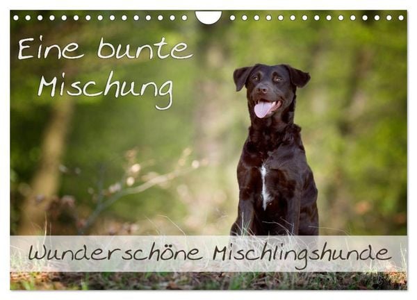 Produktbild: Eine bunte Mischung - wundersch&ouml;ne Mischlingshunde / Geburtstagskalender (Wandkalender 2026 DIN A4 quer), CALVENDO Monatskalender