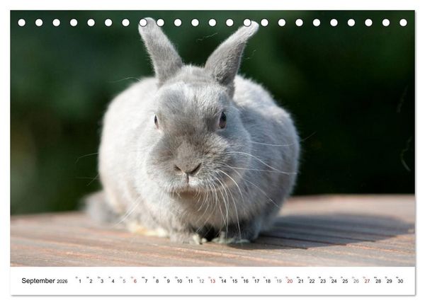 Produktbild: Kaninchen - knuddelige Hausgenossen (Tischkalender 2026 DIN A5 quer), CALVENDO Monatskalender