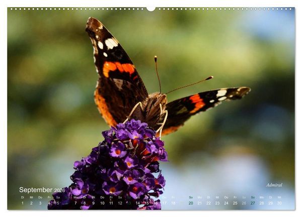 Produktbild: Gro&szlig;e und kleine Schmetterlinge (Wandkalender 2026 DIN A2 quer), CALVENDO Monatskalender