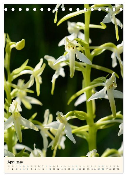Produktbild: Einheimische Orchideen (Tischkalender 2026 DIN A5 hoch), CALVENDO Monatskalender