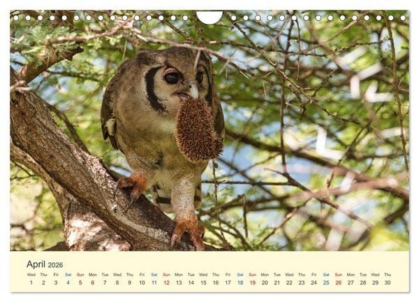 Produktbild: Wonderful Kenya (Wall Calendar 2026 DIN A4 landscape), CALVENDO 12 Month Wall Calendar