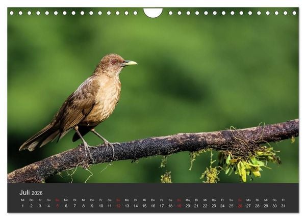 Produktbild: Costa Rica 2026 Exotische Vogelwelt (Wandkalender 2026 DIN A4 quer), CALVENDO Monatskalender