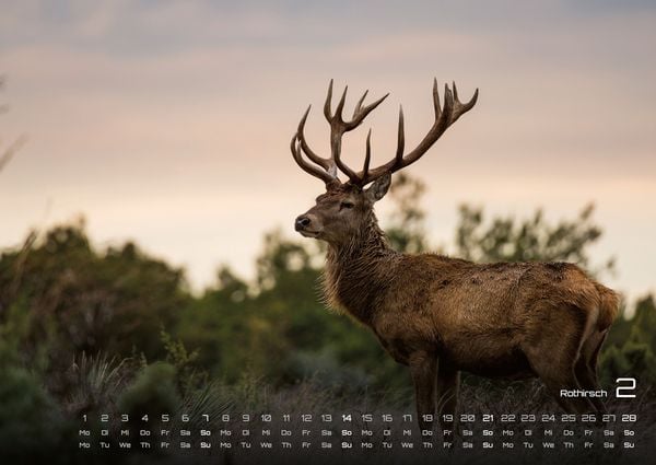Produktbild: Waldtiere - Heimische Waldbewohner - Der Tierkalender - 2027 - Kalender DIN A2