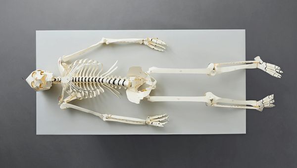 Produktbild: Build Your Own Human Skeleton &ndash; Life Size!