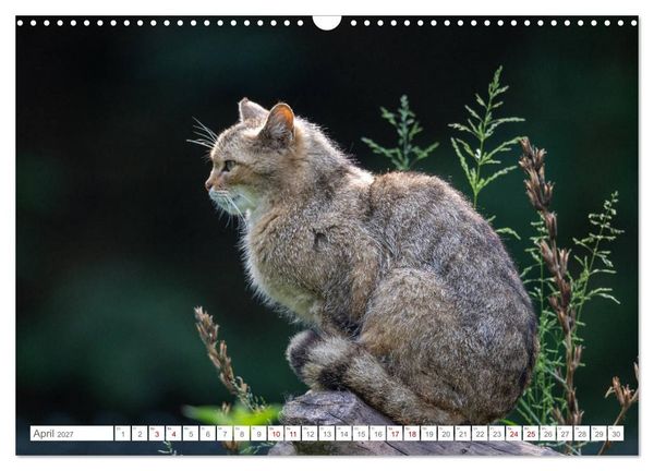 Produktbild: Wildkatzen - die anmutigsten Raubiere in Europa. (Wandkalender 2027 DIN A3 quer), CALVENDO Monatskalender