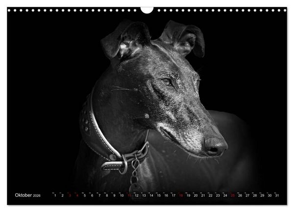 Produktbild: Galgo Espa&ntilde;ol - der spanische Windhund 2026 (Wandkalender 2026 DIN A3 quer), CALVENDO Monatskalender