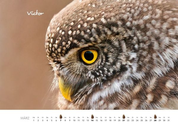 Produktbild: Eulen Kalender 2027