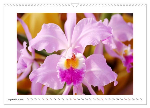 Produktbild: Mon r&ecirc;ve d'orchid&eacute;es (Calendrier mural 2026 DIN A3 vertical), CALVENDO calendrier mensuel