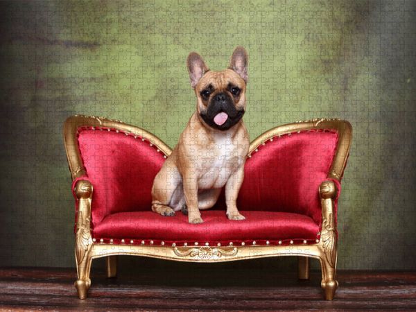 Produktbild: CALVENDO Puzzle Franz&ouml;sische Bulldogge / French Bulldog | 1000 Teile Lege-Gr&ouml;&szlig;e 64x48cm Foto-Puzzle f&uuml;r gl&uuml;ckliche Stunden