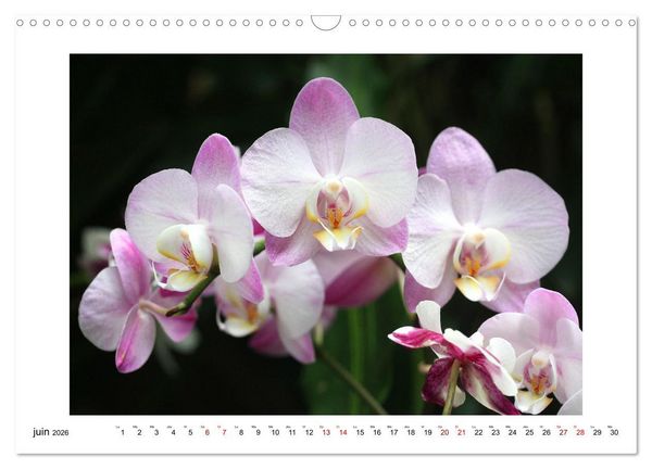 Produktbild: Mon r&ecirc;ve d'orchid&eacute;es (Calendrier mural 2026 DIN A3 vertical), CALVENDO calendrier mensuel