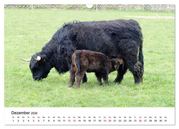 Produktbild: Die Schottischen Hochlandrinder und ihr Nachwuchs (Wandkalender 2026 DIN A3 quer), CALVENDO Monatskalender