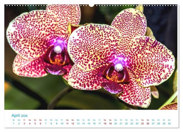 Produktbild: Die K&ouml;nigin der Blumenwelt, die Orchidee (Wandkalender 2026 DIN A2 quer), CALVENDO Monatskalender