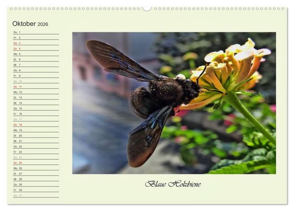 Produktbild: Blaue Holzbiene &ndash; Hummel &ndash; und Taubenschw&auml;nzchen. (hochwertiger Premium Wandkalender 2026 DIN A2 quer), Kunstdruck in Hochglanz